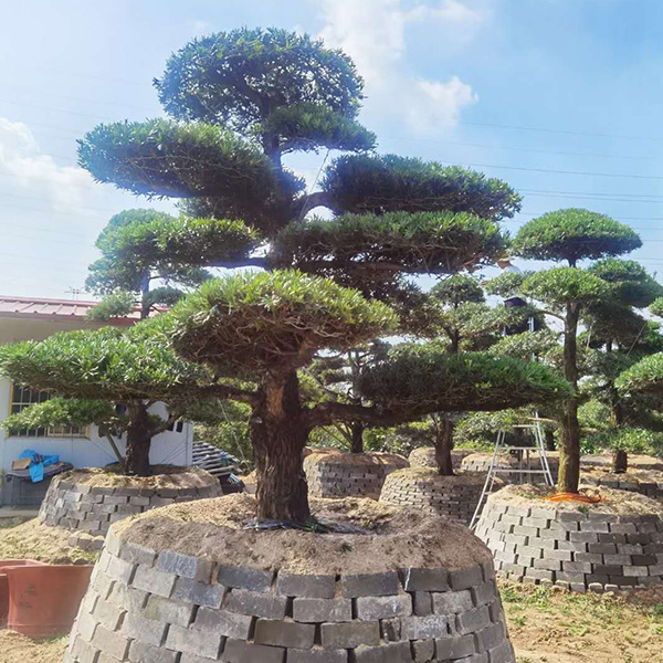 造型树