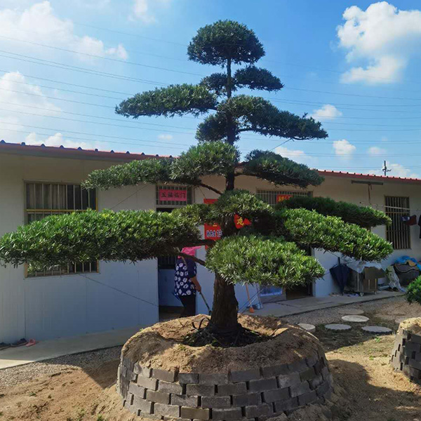 造型树
