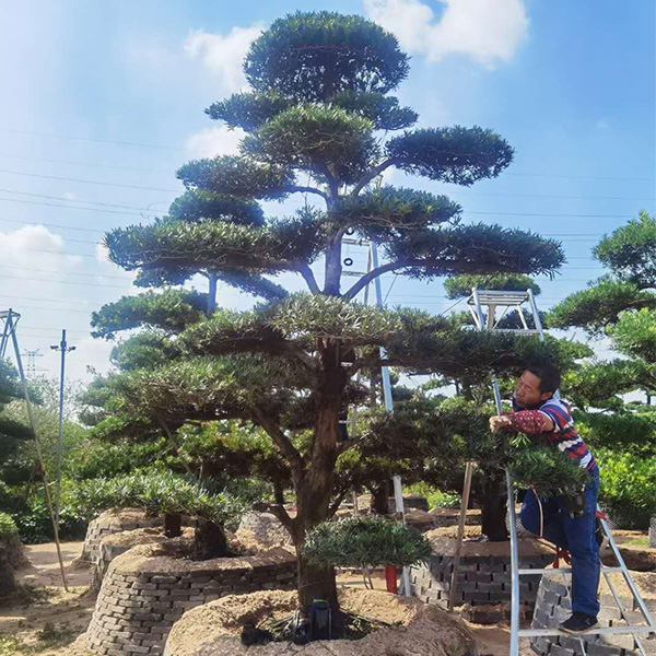 造型树