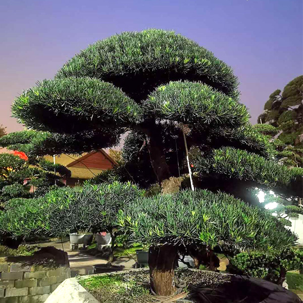 造型树